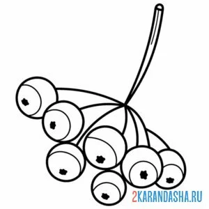 Раскраска рябина без листьев