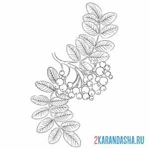 Раскраска веточка рябины с листьями