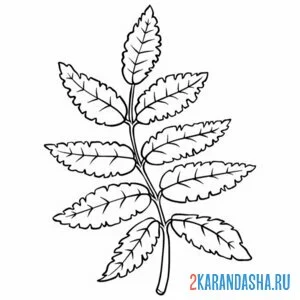 Раскраска листья рябины веточка