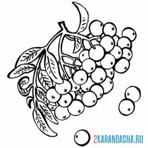 Раскраска рябина листочки и веточка