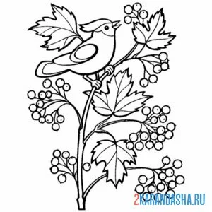 Раскраска птичка на ягодках