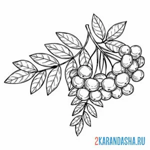 Раскраска красивая ветка рябины