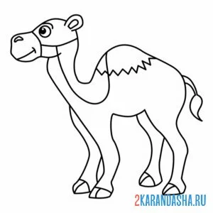 Раскраска одногорбый верблюд
