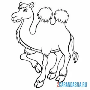 Раскраска верблюд с двумя горбами