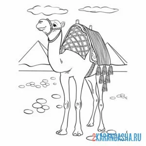 Раскраска египет пирамиды и верблюд