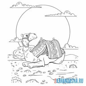 верблюд на закате
