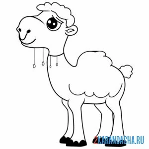 Раскраска маленький верблюд