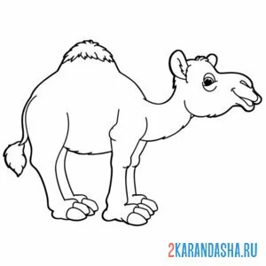Раскраска верблюд с одним горбом