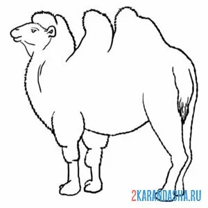 Раскраска большой двугорбый верблюд