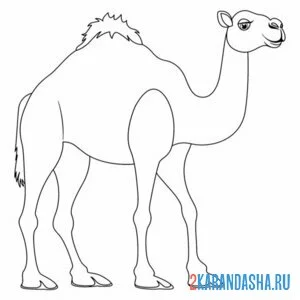Раскраска верблюд стоит
