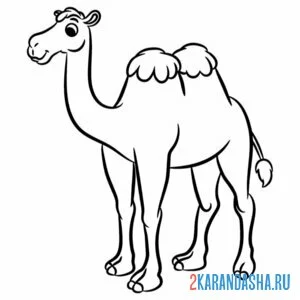 Раскраска верблюд