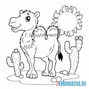 Раскраска верблюд в сахаре