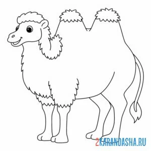 Раскраска верблюд особенный