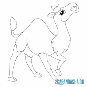 верблюд довольный