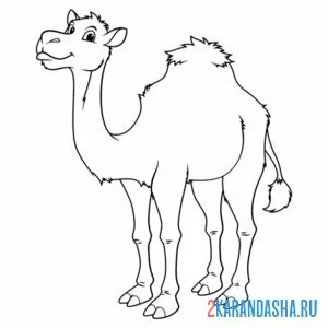 Раскраска счастливый верблюд
