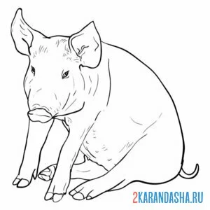 Раскраска настоящая свинья