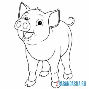 Раскраска молодая свинка