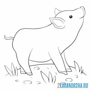 Раскраска маленькая свинья