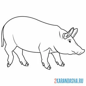 Раскраска свинья настоящая