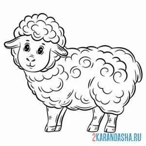 Раскраска овечка пушистая