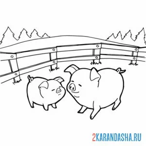 Раскраска свиньи на выгуле