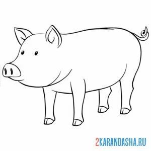 Раскраска свинья одна
