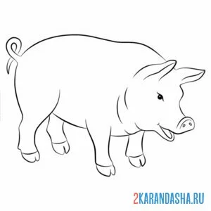 Раскраска хряк