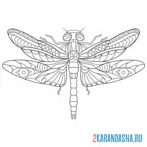 Раскраска стрекоза вид сверху