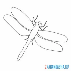 Раскраска простая стрекоза
