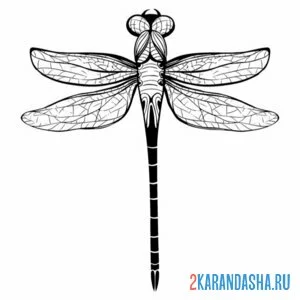 Раскраска настоящая стрекоза