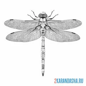 Раскраска фото стрекоза