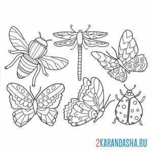 Раскраска разные насекомые