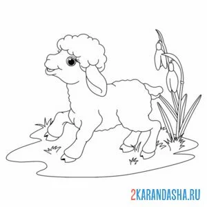 Раскраска милый барашек на лугу