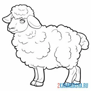 Раскраска овца настоящая