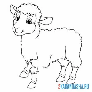 Раскраска молодая овца