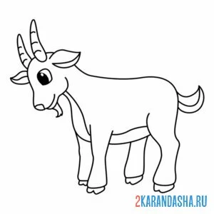 Раскраска бородатый козел
