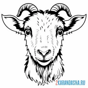 Раскраска козел голова