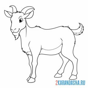 Раскраска красивый козел