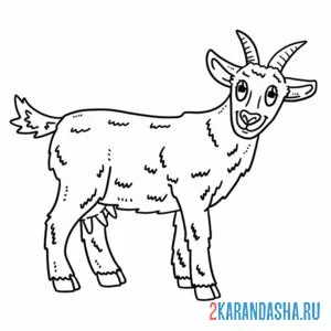 Раскраска коза взрослая