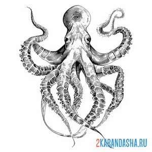 Раскраска живой осьминог