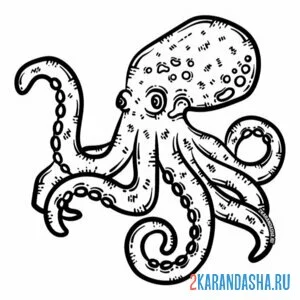 Раскраска осьминог большой