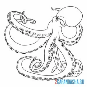 Раскраска осьминог как настоящий