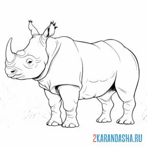 Раскраска настоящий носорог