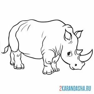 Раскраска большой настоящий носорог