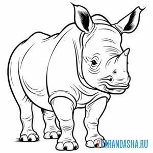 Раскраска носорог африканский