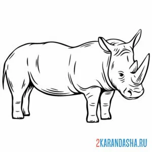 Раскраска длинный носорог