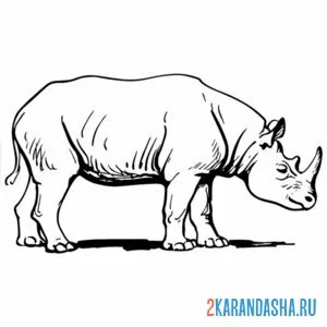 Раскраска носорог идет
