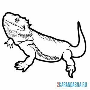 Раскраска ушастая круглоголовка ящерица