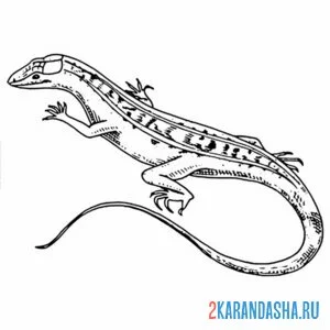 Раскраска зеленая ящерица
