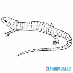 Раскраска ящерица ползет